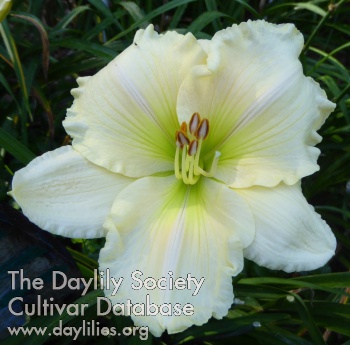 Daylily Heavenly Hash